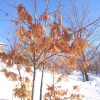 Дуб северный красный так и не облетел... 🍁😃 Весной к этим листиками дополнительно вылезут зелёные 🌿😀