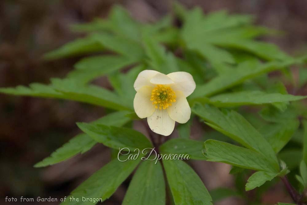Анемона липсиенсис. Anemone lipsiensis.