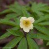 Анемона липсиенсис. Anemone lipsiensis.