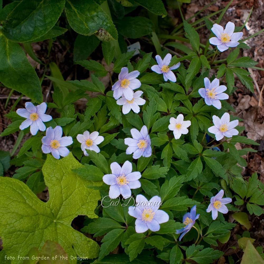 Ещё голубенькая. ? Anemone "Blue Beauty".