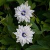 Загляните в голубые глазки! 😄💙👀Anemone "Blue Eye"