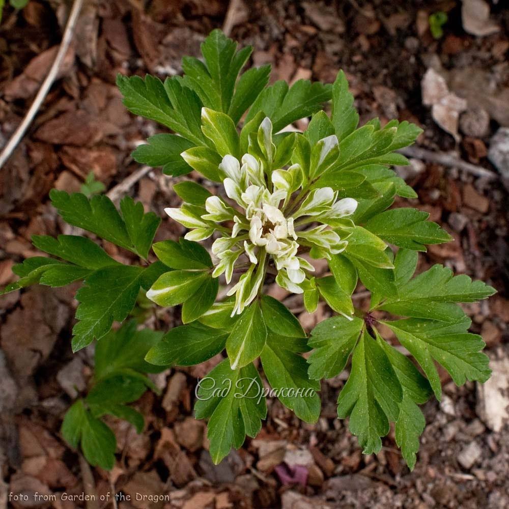 Это тоже анемона, сорт не помним. Беленькое - не лепестки, а видоизменёные прицветники, но выглядит, как махровая форма. Такое чудо-юдо.? Прибыла из Эстонии.