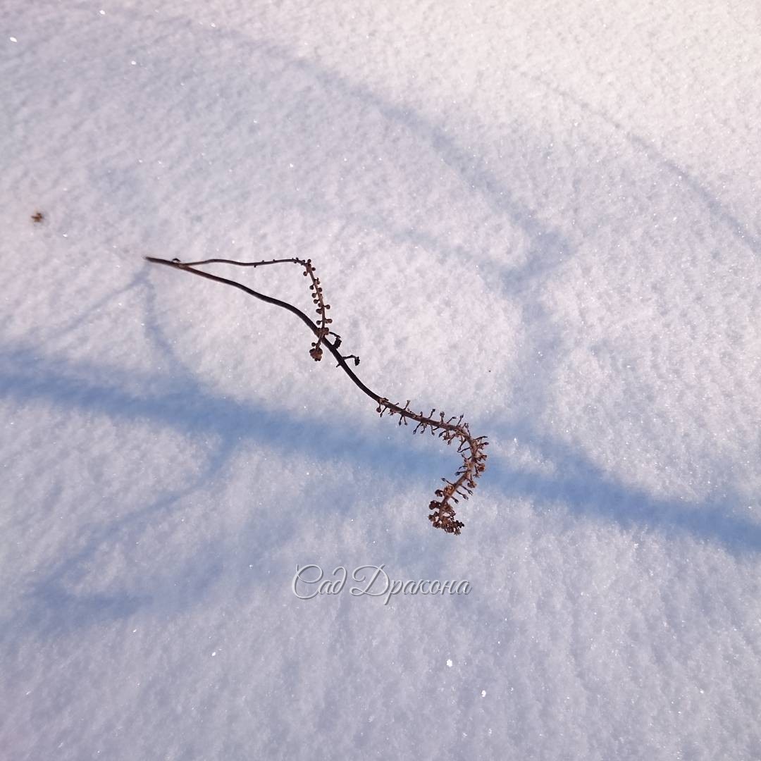 Клопогон. Cimicifuga. On snow.?? ?