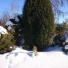 Большой и маленький. И таинственные следы 👣, 🌲❄🤔