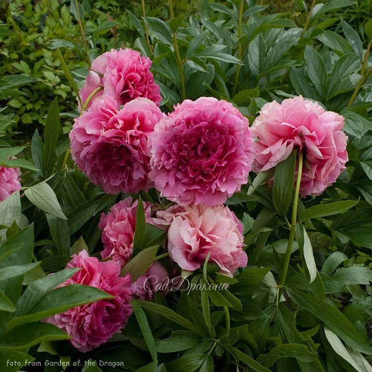 "Rose Heart" - интересная, яркая окраска цветов - плюс этого сорта. Минус - плотные, набитые цветы поникают, особенно после дождя.