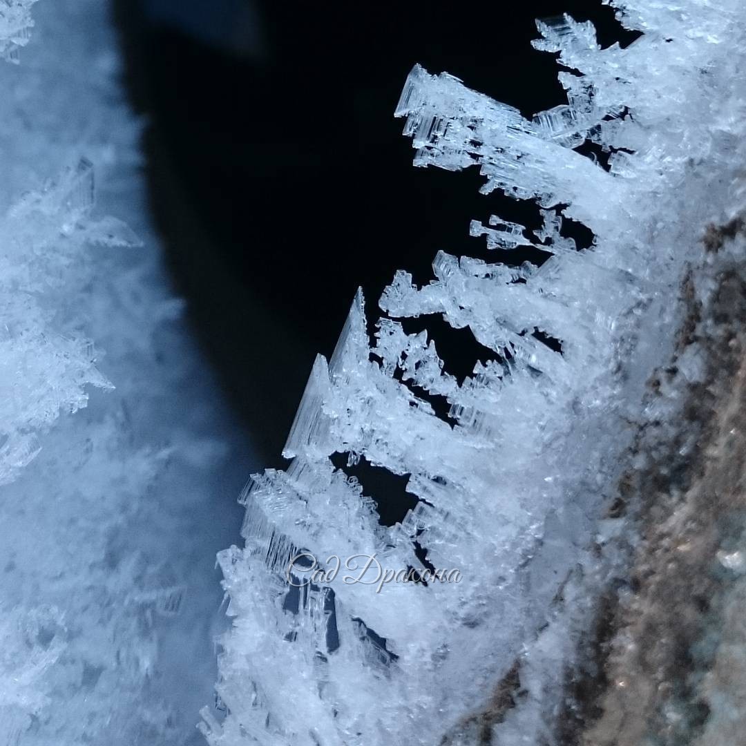 Кристаллы инея на крышке колодца. ❄ @ Сад Дракона - частный ботанический сад
