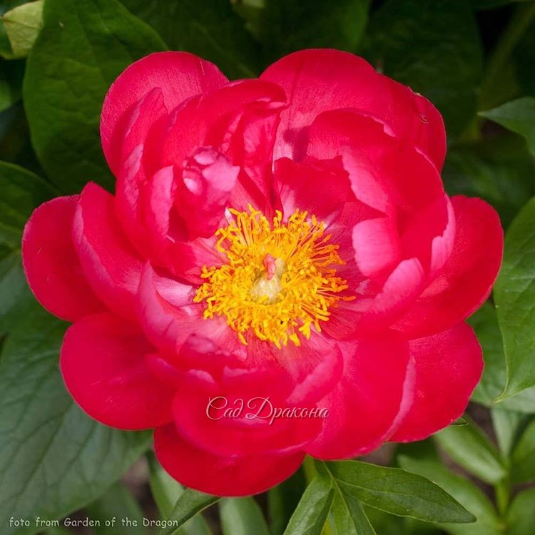"Carina" (Saunders) 