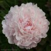 Один из самых поздних, нежнейший и ароматный "Мадам Роз Рандаттэ". "Madame Rose Rendatter" (Calot) @ Сад Дракона - частный ботанический сад