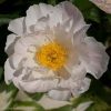 Белоснежный, лёгкий "Krinkled White".