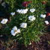 "Krinkled White" подходит для сада свободного стиля и хорошо сочетается в цветниках с другими растениями.💚 @ Сад Дракона - частный ботанический сад