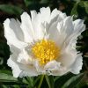 "Krinkled White". Сорт быстро развивается из устойчив к болезням. Лёгкие цветы "парят" над листвой.💚 @ Сад Дракона - частный ботанический сад