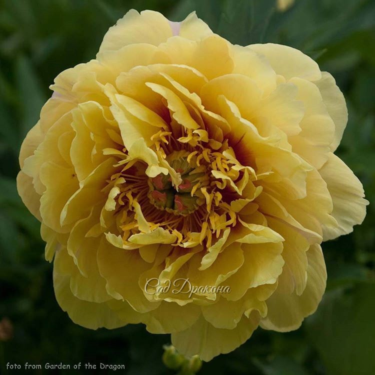 Жёлтый, как маслинечный блин -💛💛💛💛💛"Garden Treasure"  (Hollingsworth 1984г.)