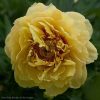 Жёлтый, как маслинечный блин -💛💛💛💛💛"Garden Treasure"  (Hollingsworth 1984г.)