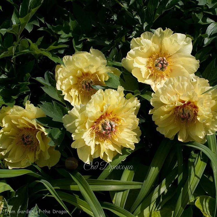Вот они, солнышки.😊☀💛🌞🌕 "Garden Treasure"  (Hollingsworth 1984г.)