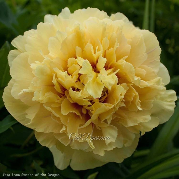 Иногда он совсем махровый. ✨"Garden Treasure"  (Hollingsworth 1984г.)