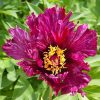 Иногда полоски на лепестках едва заметны, а иногда - ярче 🔆 "Morning Lilac" ИТО-гибрид.