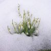 Здесь тоже вчера был только снег. ❄❄❄ Выходит, они цвели внутри? 🌱💚