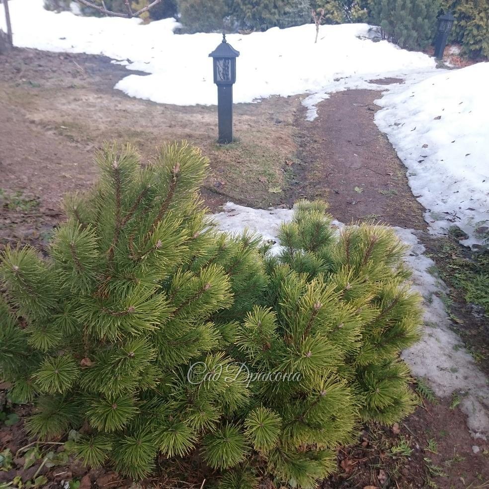 Картинки сегодняшнего дня.