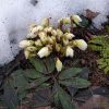 Снег отступает и они потихоньку готовятся зацвести. 💚🌱 Мы так любим "медленную" весну!