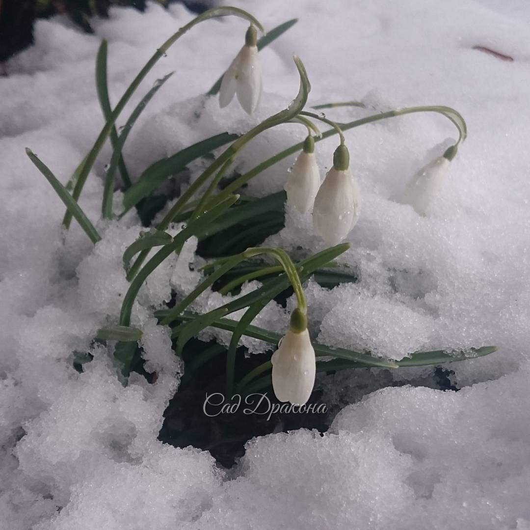 А через час они оттаяли. ?