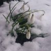 А через час они оттаяли. 🌱