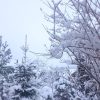 В 6 утра все веточки были в снегу. ❄ ❄ ❄ Потом поднялся ветер, 💨 и всё сдуло.