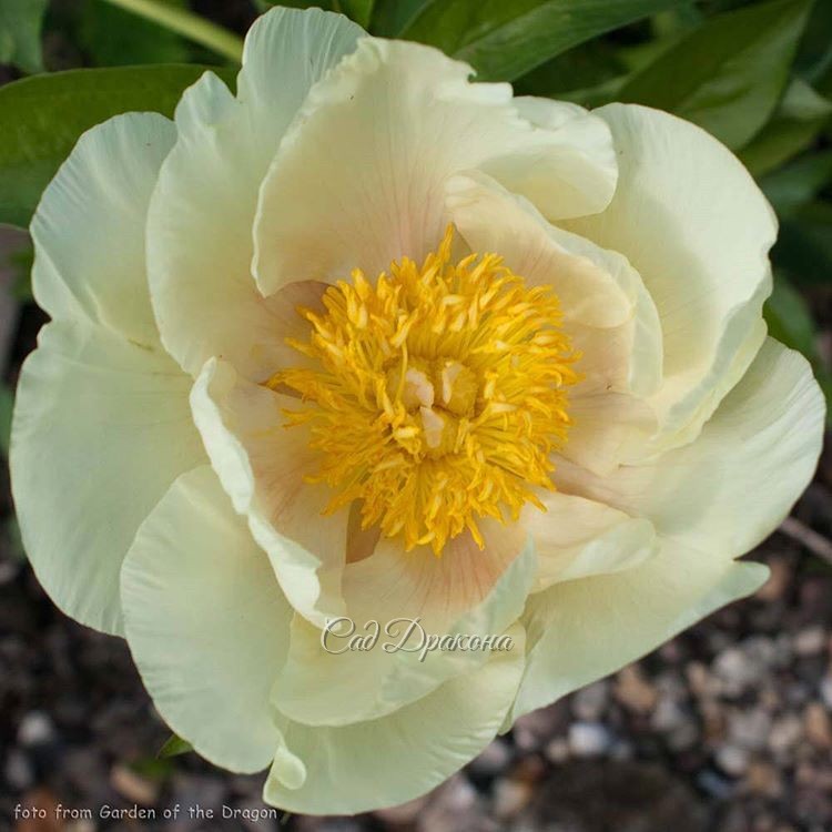 "Roy Persons Best Yellow" 