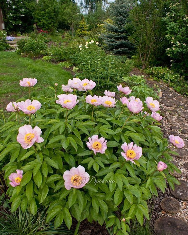 "Mai Fleuri" (Lemoin)