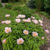 "Mai Fleuri" (Lemoin)