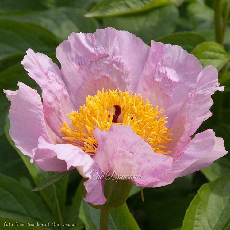 "Mai Fleuri" (Lemoin)