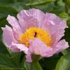 "Mai Fleuri" (Lemoin)