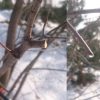 Сокодвижение в разгаре. А мы только вышли обрезать деревья. Рекомендуют завершать обрезку до начала сокодвижения, но в этом году уже в середине февраля из срезанных веток капало. @ Сад Дракона - частный ботанический сад