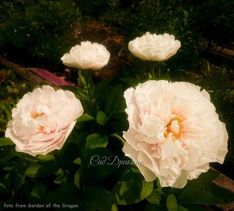 "Blushing Princess" (Saunders/Reath/Rogers 1991г.)