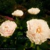 "Blushing Princess" (Saunders/Reath/Rogers 1991г.)
