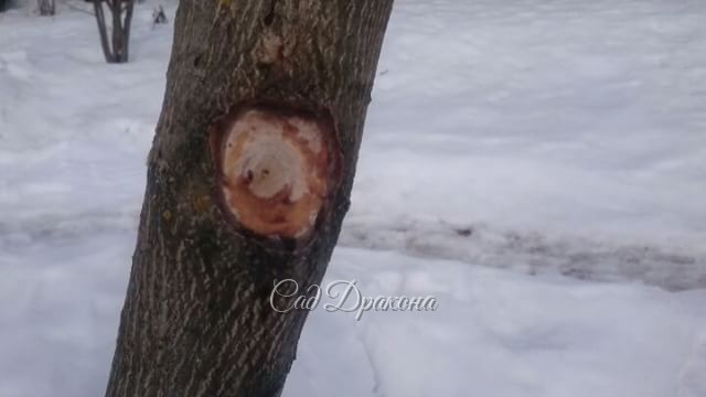 Сокотечение из манчжурского ореха. @ Сад Дракона - частный ботанический сад