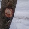 Сокотечение из манчжурского ореха. @ Сад Дракона - частный ботанический сад