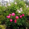 Куст "Coral Fay" нарядный и лёгкий, с мелкорассечённой листвой. @ Сад Дракона - частный ботанический сад