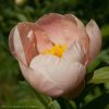 Только начинает распускаться. "Soft Apricot Kisses" (Klehm 2005г.) @ Сад Дракона - частный ботанический сад