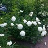 Очень крупные зелёные бутоны на толстых стеблях раскрываются в густо-махровые белые ароматные цветы с подсветом цвета слоновой кости. 💚 Даже в дождь прочные цветоносы пытаются удерживать тяжёлые цветы. "A.E.Kundred" @ Сад Дракона - частный ботанический са