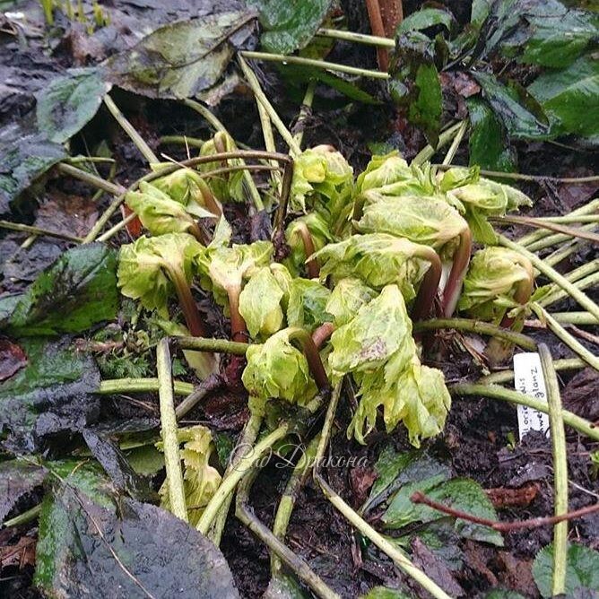 Гибрид морозника восточного с жёлтыми цветами - "Schwefelglanz" (Жёлтый блеск) в бутонах. В нём столько сдерживаемой энергии! Его сдерживает холод. Один тёплый солнечный день - и цветы начнут раскрываться! Это такое время в саду, когда всё меняется за как