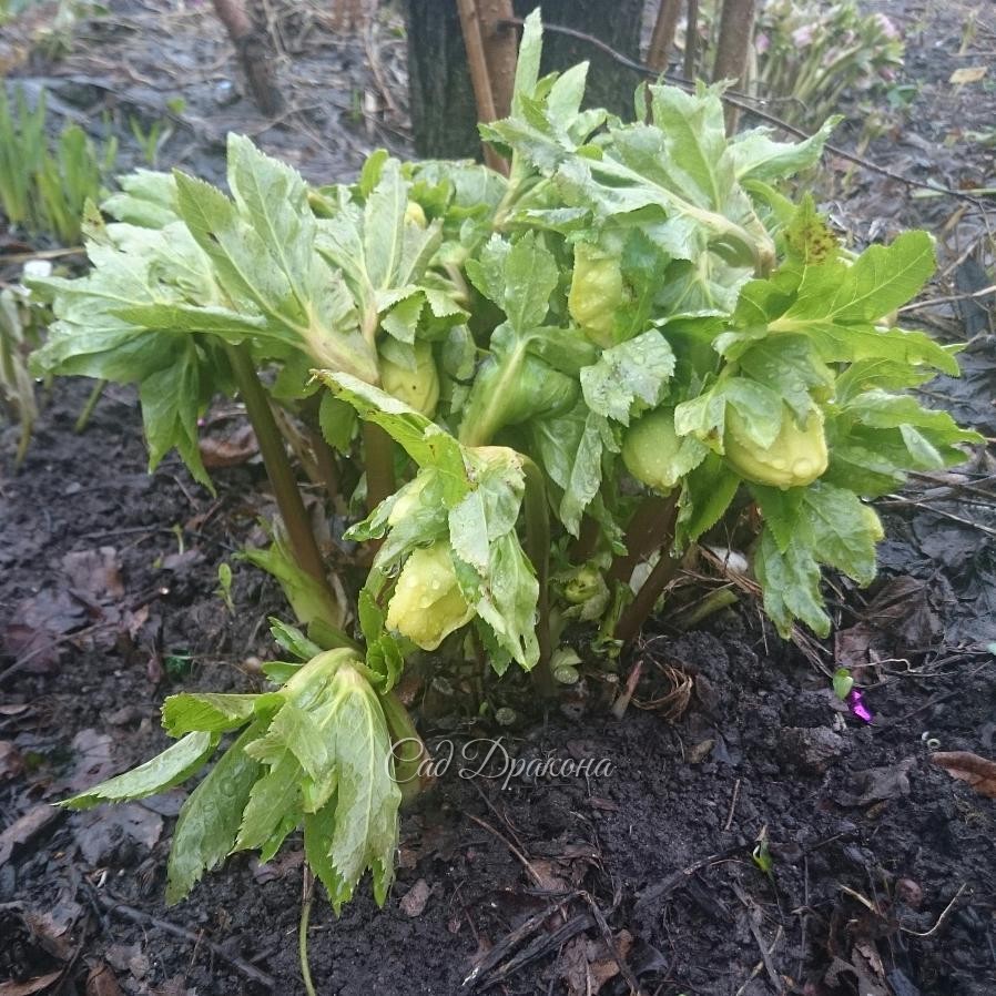 Целый день шёл дождь, морозники в капельках, с опущенными головками. ?