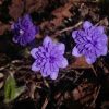 Печёночница благородная "Plena Typ Tschechei" из Японии.