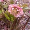 Helleborus Torquatus - hybrid "Schneeule"