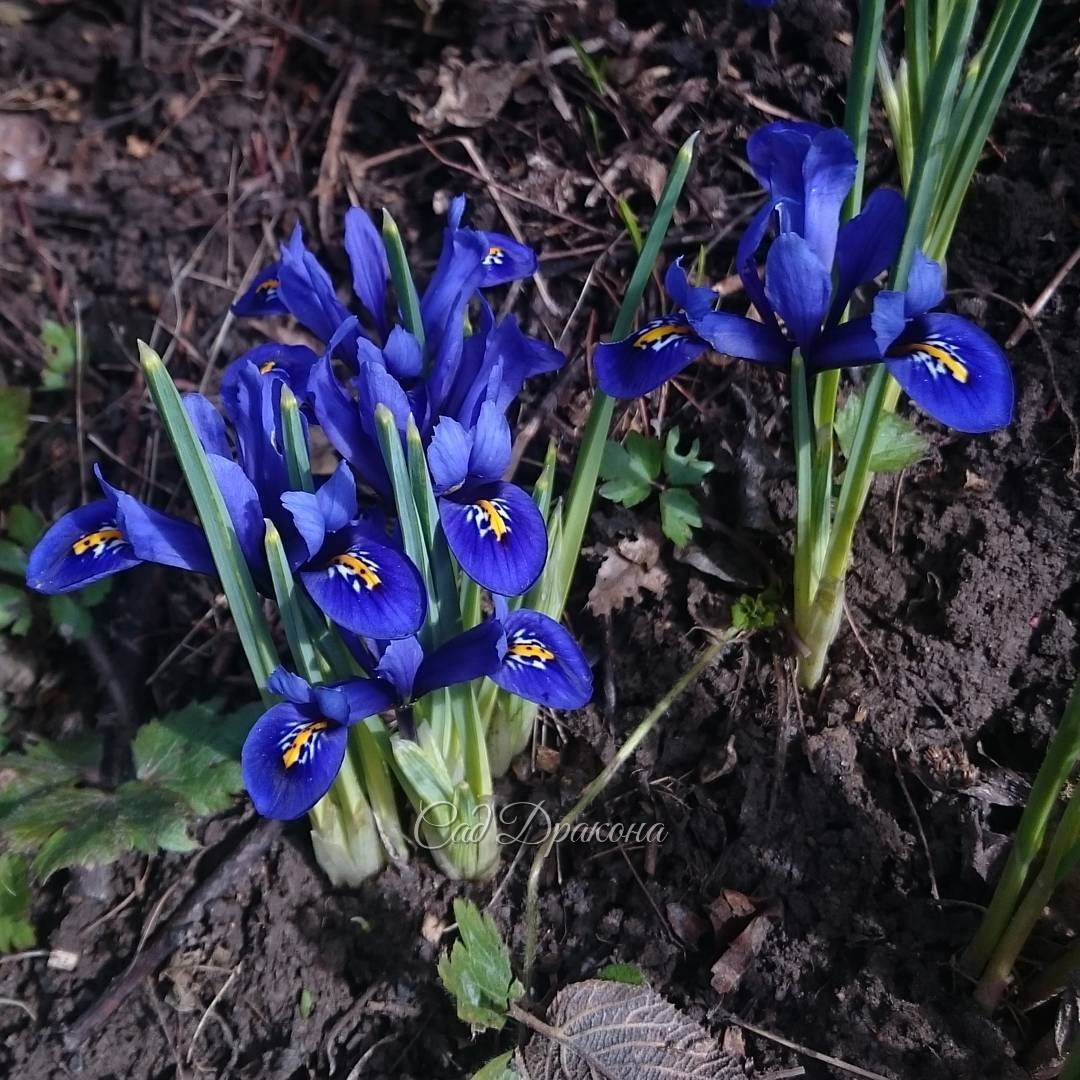 Иридодиктиум "Royal Blue ". Иногда они всё-таки цветут. ?