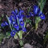Иридодиктиум "Royal Blue ". Иногда они всё-таки цветут. 😊