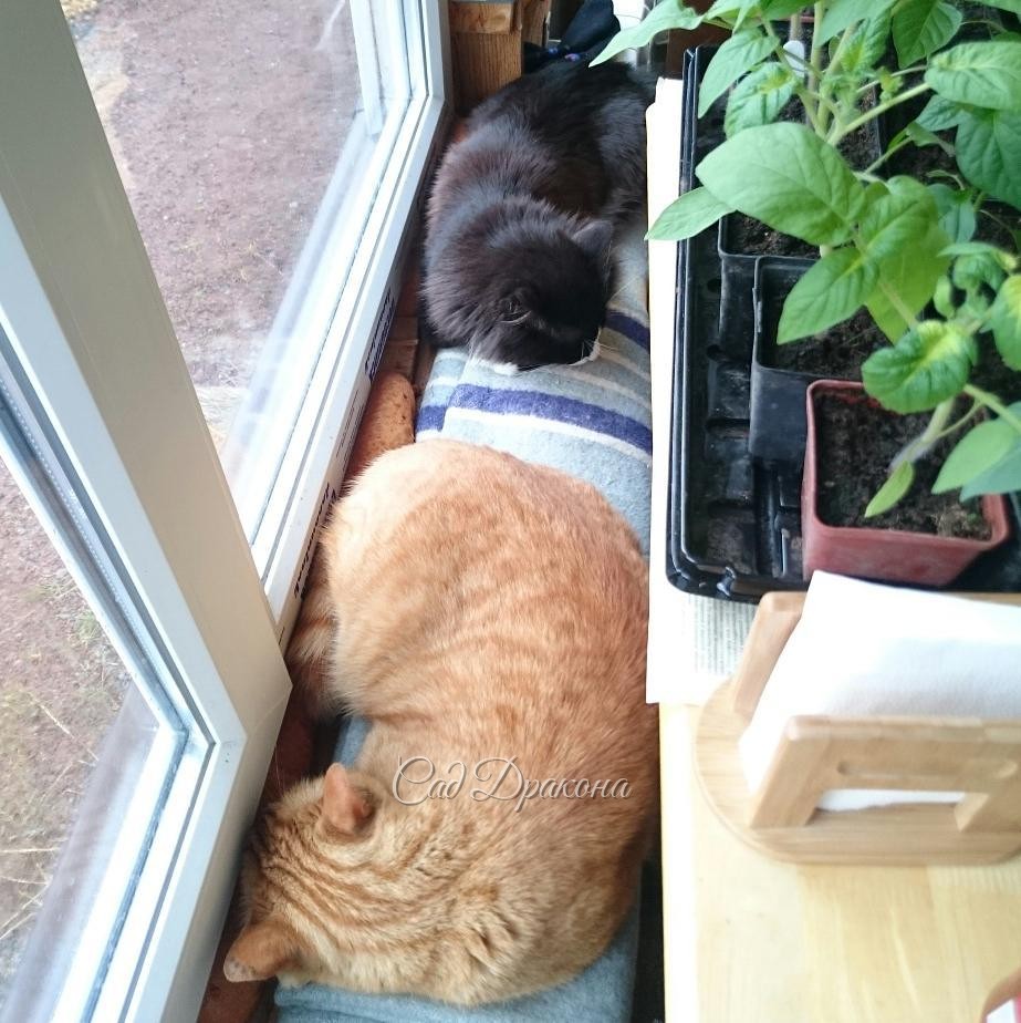 4 фото в разных позах: ? Коты,закрученные в разные стороны. ? Развёрнутые коты. ? Коты, глядящие в сад. ? Глядящие на меня.