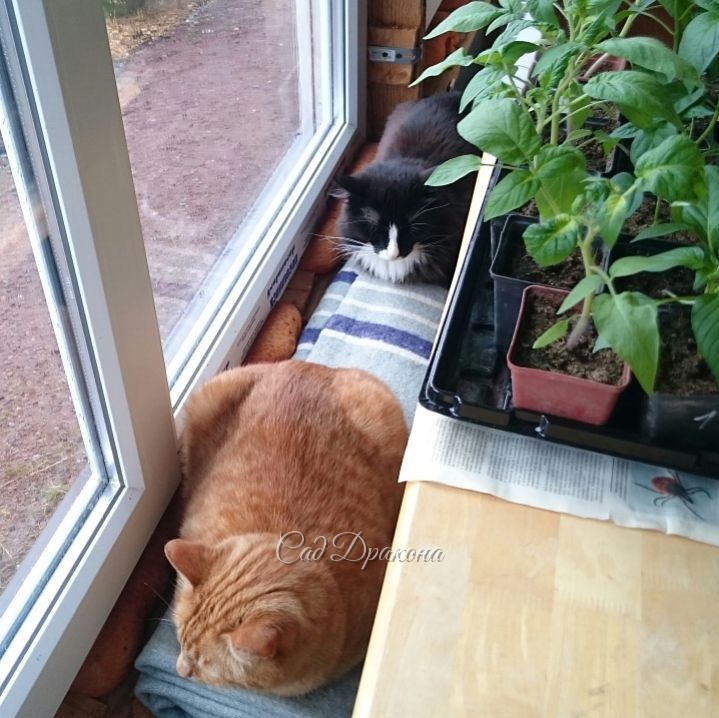 4 фото в разных позах: ? Коты,закрученные в разные стороны. ? Развёрнутые коты. ? Коты, глядящие в сад. ? Глядящие на меня.