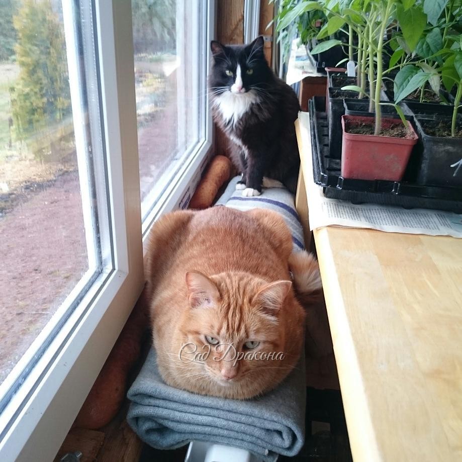 4 фото в разных позах: ? Коты,закрученные в разные стороны. ? Развёрнутые коты. ? Коты, глядящие в сад. ? Глядящие на меня.