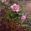 Helleborus orientalis hybrid "Elegance Pearl"