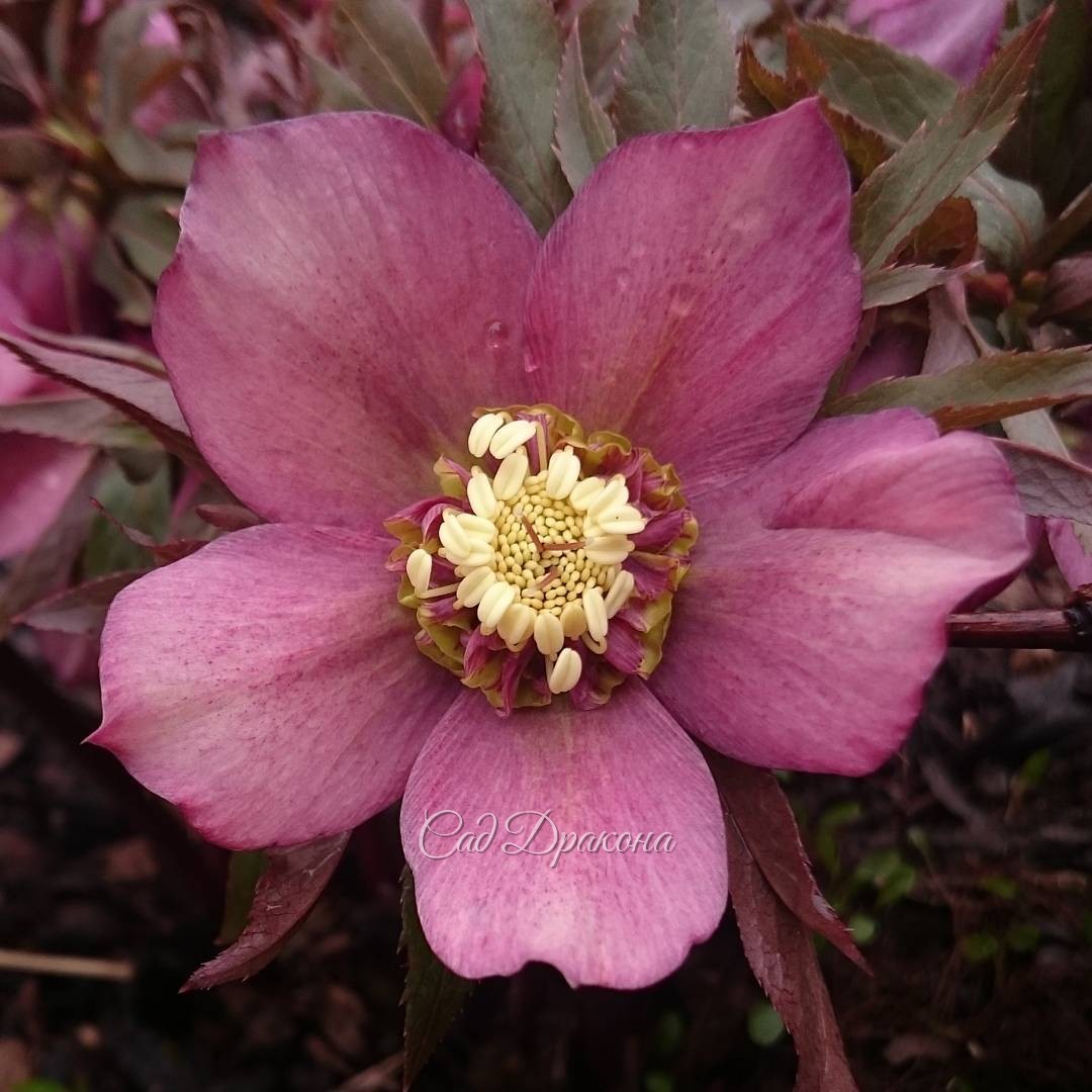 Helleborus orientalis "Will's Rote Rusche"